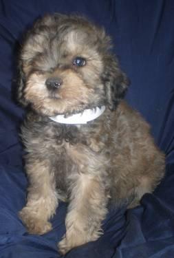 Schnoodle puppies re
