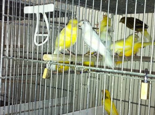 !! SALE!! RAZA ESPANOLA CANARIES $65.00 and up each for sale in ...