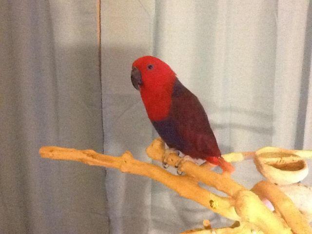 1 year old eclectus