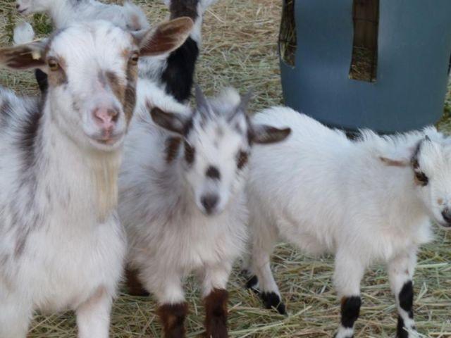 1 year old Nigerian Dwarf Goats / Pygmy