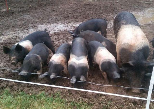 12 pastured Hampshire pigs