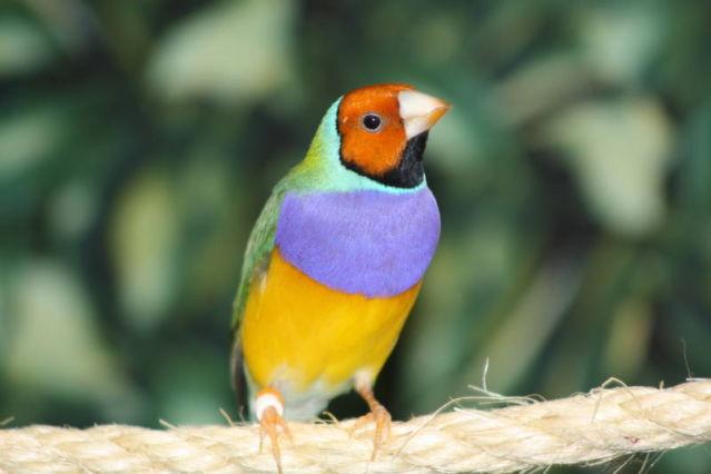 13 Gouldian Finches For Sale! Parent Raised!