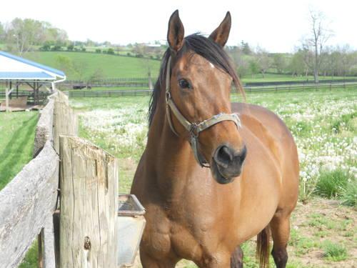 17 yr old Thoroughbred Mare