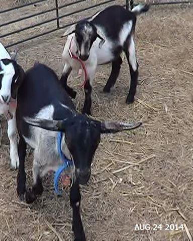 2 Dairy Goat Bucklings (3/4 Alpine 1/4 Nubian) 4 months old, $175 each