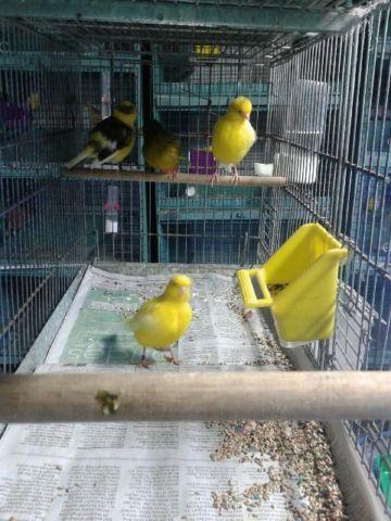 2 Pairs of Show Quality Fife Canaries For Sale - $80