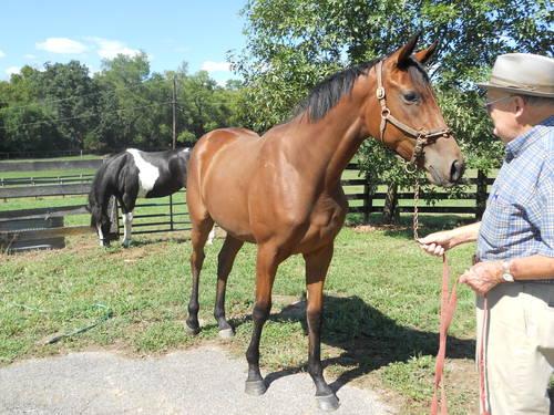 2 Year Old Thoroughbred Filly