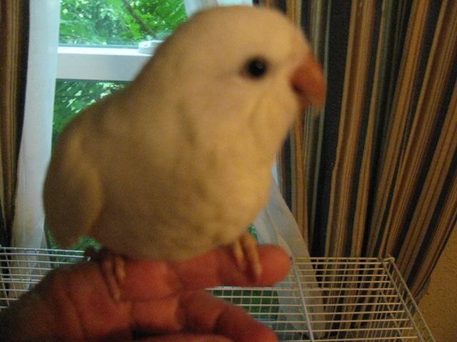 3-4 week Old Green Quaker Parrots Must be experienced hand feeder