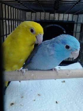 3 mated pair of parrotlets