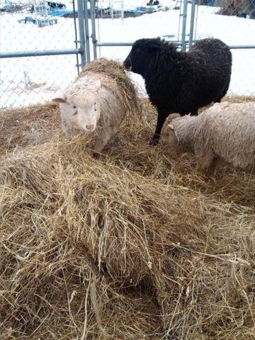 3 MIXED BREED SHEEP FOR SALE: 2 RAMS 1 EWE. DUNDEE NY