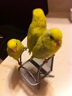 3 yellow Males Parrotlets