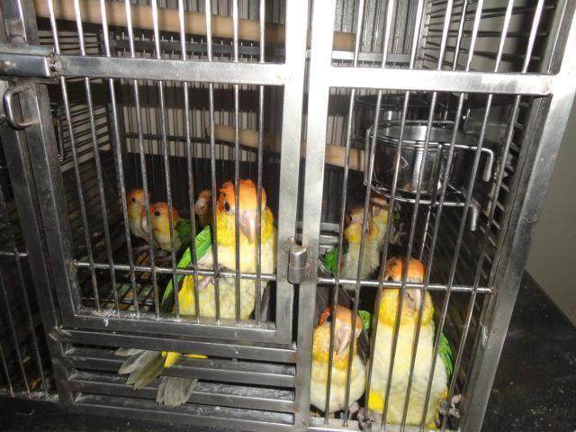 3 YOUNG PAIRS OF WHITE BELLIED CAIQUES $1,300 EACH PAIR