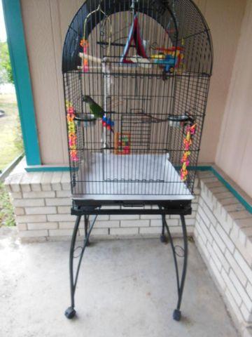 4yo Male green cheek conure, cage, toys, huge cage, and travel cage