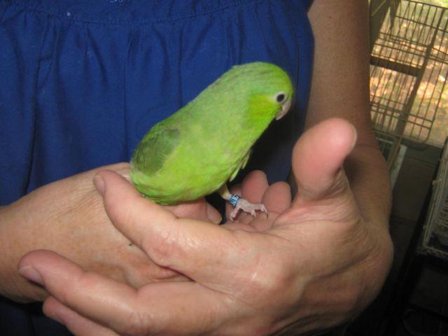 5 Baby Parrotlets