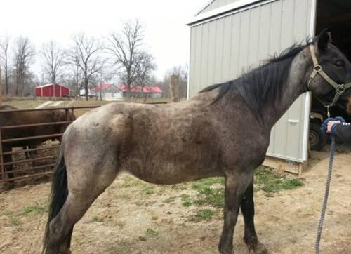 5Yr Old Blue Roan Mare - BROKE-Sell or Trade