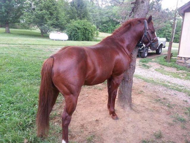 6 year old gelding pony/small horse Prospect build like a tank!