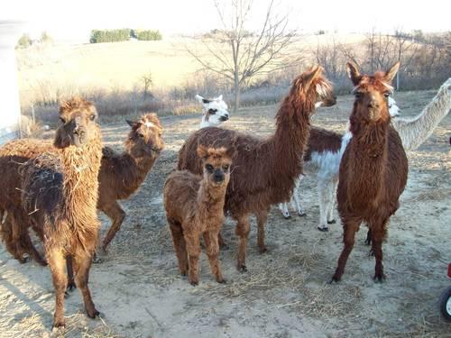 8 Suri Alpacas, including our Black Sire! PLUS 3 crias due 2013