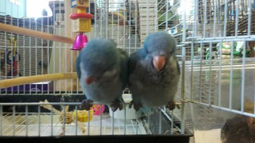 A pair of sweet lovebirds with cage