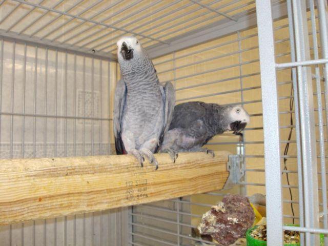 A proven pair of congo african grey for sale