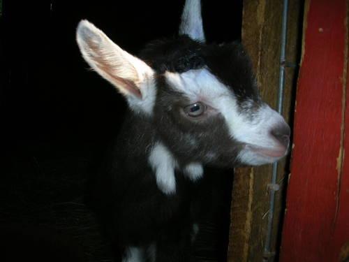 Adorable Purebred Toggenburg Bottle Baby Goat