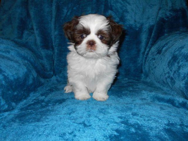 Adorable Shih Tzu Puppies For Sale For Sale In Uniontown Ohio Animals Nstuff