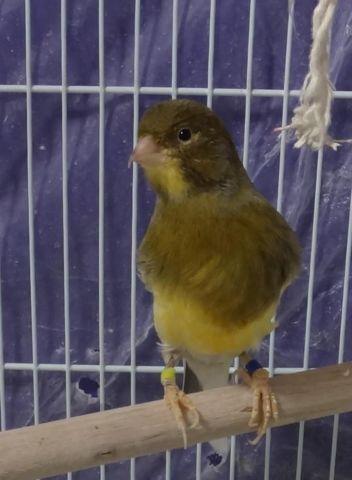 Adult and Young Canaries for sale