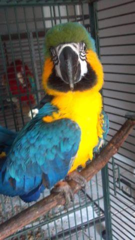 Adult male alexandrian ringneck, around 6 years old