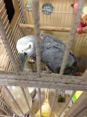African Gray Male