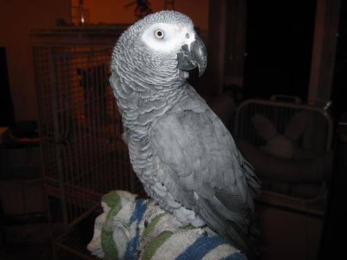 African grey and cage