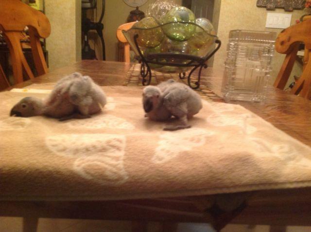 African grey babies