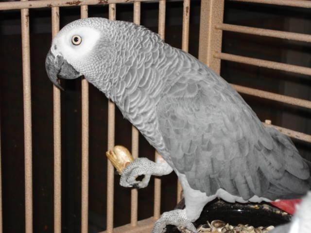 African Grey Male Breeder Bird For Sale
