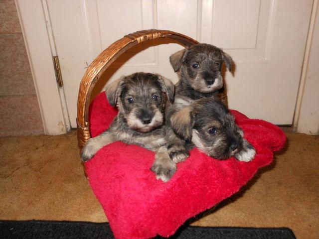 Akc Miniature Schnauzer Puppies For Sale In West Liberty Ohio Animals Nstuff