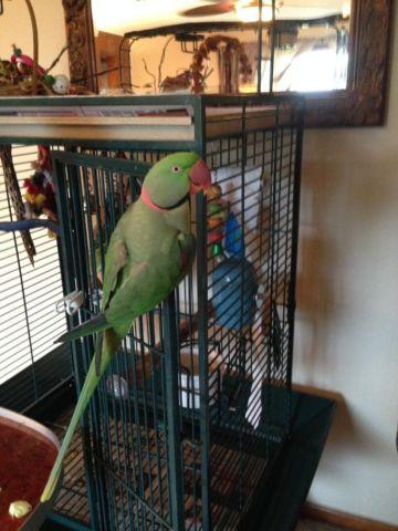 Alexandrine Parrot w/large cage