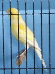 American Singer Canaries 2014 hatch
