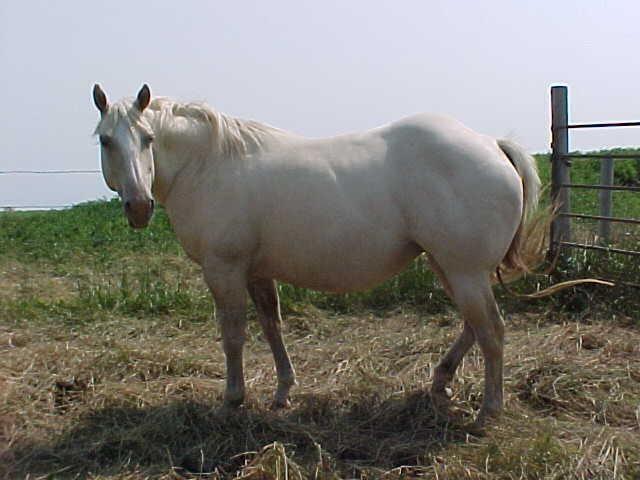 APHA BS Gold Champagne Mare! Well Built & Open to breed to your Stud!
