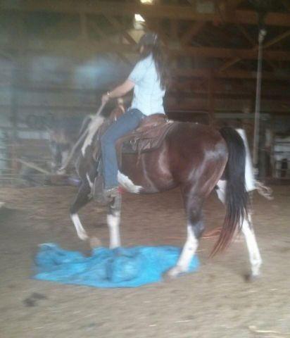 APHA registered mare - rides nice!