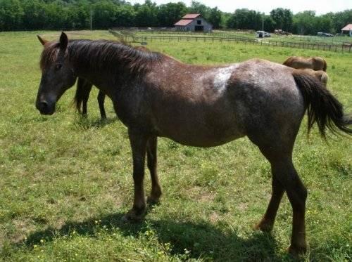 Appaloosa - Gwen - Small - Adult - Female - Horse