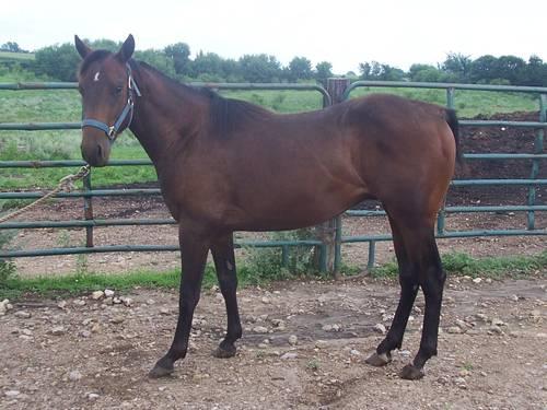 AQHA gelding for sale - well bred
