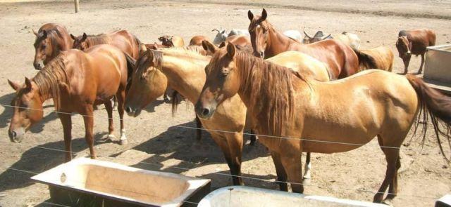 AQHA Reg. Quarter Horse Broodmares For Sale