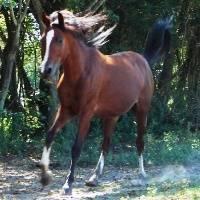 Arabian - Piper - Medium - Adult - Female - Horse