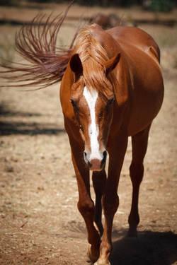 Arabian - Rusty - Medium - Senior - Male - Horse