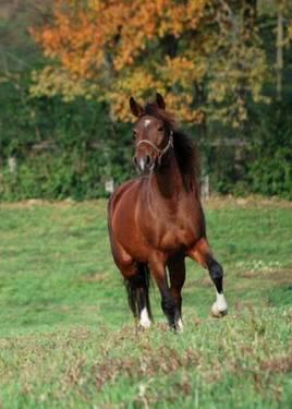 Arabian - Scarlett - Large - Adult - Female - Horse