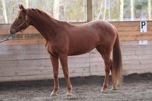At Stud! (Windy Land) a TB Stallion w/Bold Ruler and Seabiscuit lines!