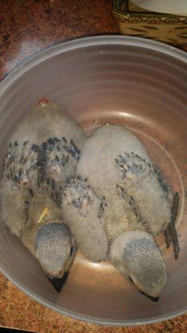 Baby African Grey for sale
