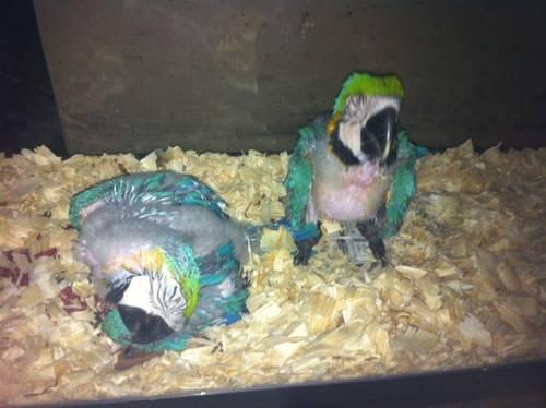 Baby Blue & Gold Macaws