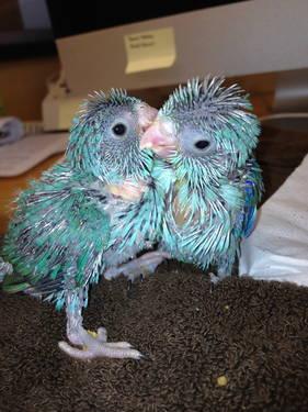 Baby blue parrotlets