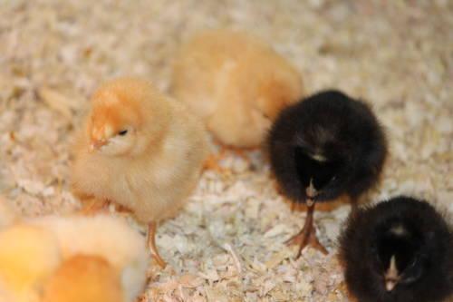 Baby Chicks ! ! ! Only $1.00 each ! !