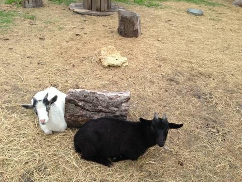 Baby Goats Nigerian Dwarf