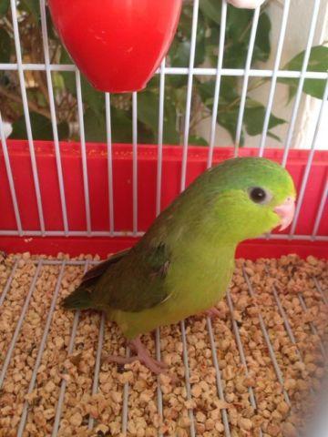 BABY GREEN RUMP PARROTLETS AVAILABLE RARE!!!