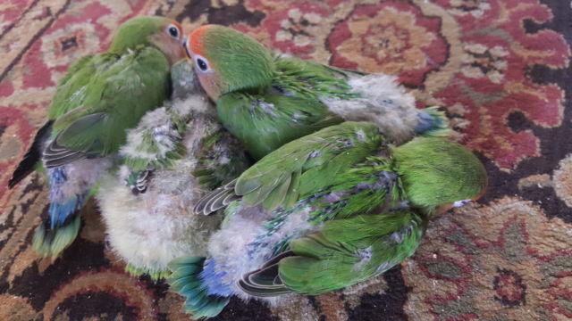 Baby lovebirds for sale.