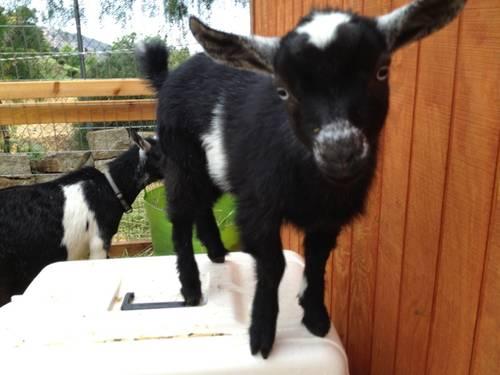 Baby Nigerian Dwarf Goats